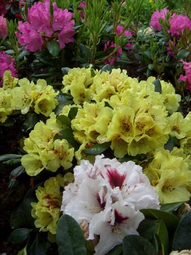Rhododendron farbmix weiß - farbmix,