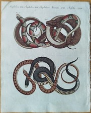Schlangen nattern bertuch - nattern,