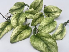 Scindapsus treubii ghost mint