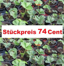 10 Stück Erdbeerepflanzen