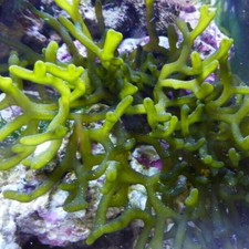 Codium fragile Meerwasser