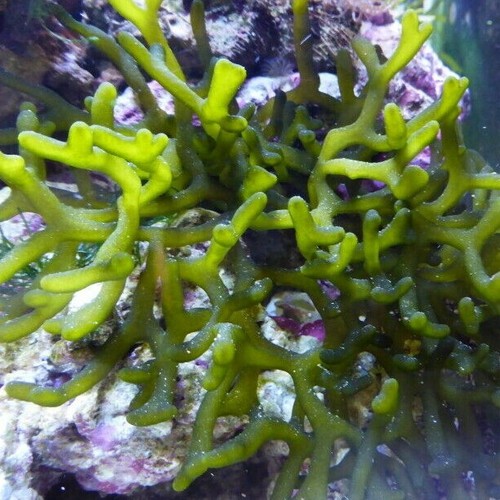 Codium fragile meerwasser - codium,