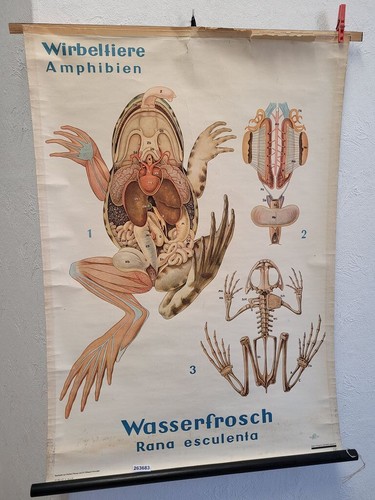 Schulwandkarte ddr wirbeltiere - schulwandkarte,