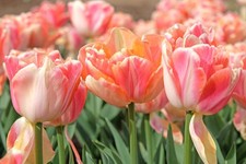 10  Tulpen Blumenzwiebeln "