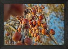 Oleaster Waldbeeren Gerahmtes