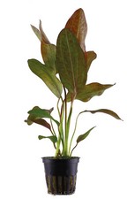 Echinodorus ozelot im topf - echinodorus,