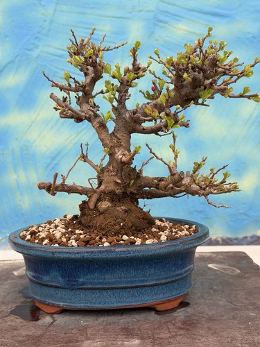 Joe bonsai quitte chojubai - quitte,
