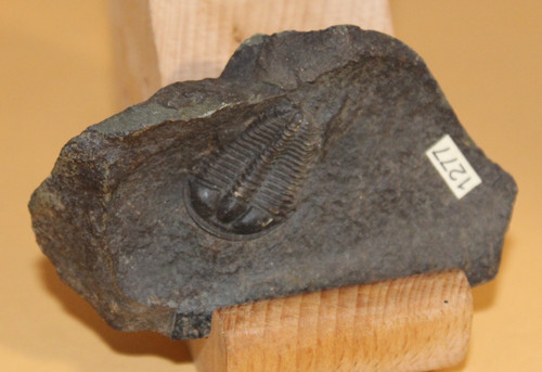 Conocoryphe sulzeri - conocoryphe,