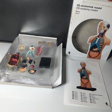 3 D Anatomisk Model Torso Körper Modell Anatomie OVP  Bastelset Organe Lernspiel