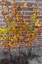 Rotbuchen 1st. 80-120cm Hecke Rotbuche Sichtschutz Wurzelware Heckenpflanzen