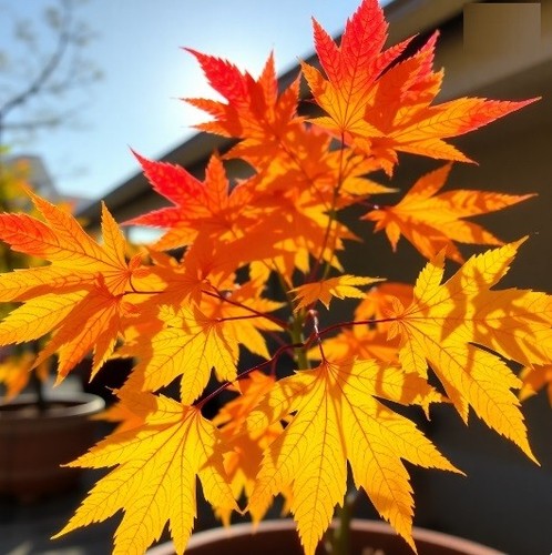Winterharter ahorn orange - ahorn,