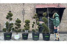 Hecke/Pflanzen/Bonsai 