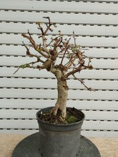 pre Bonsai Crataegus