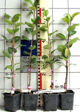 Malus x cult. "Christkindler" - sehr alte Apelsorte,  Elsass / Baden