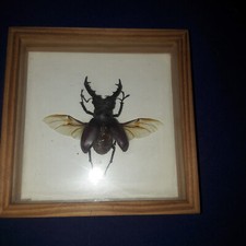 Schaukasten Hirschkäfer Lucanus maculifemuratus taiwanus Käfer aus Taiwan 