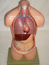 SOMSO Lehrmodell Torso  menschlicher Körper Anatomiemodell Torso Modell 69