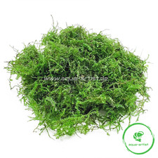 Mini Christmas-Moos (Vesicularia montagnei 'Mini') Aquascaping Aquarium