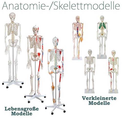 Menschliches skelett - menschliches,
