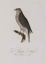 Habicht - Stockfalke - 1