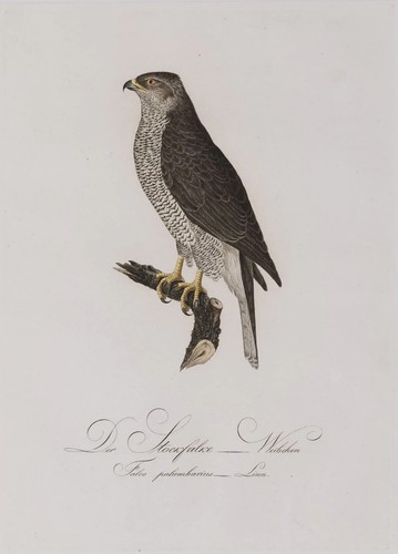 Habicht stockfalke 1 - -,