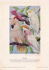 original Kunstbeilage