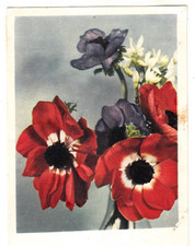 AK Blumen, Einschreiben AK aus