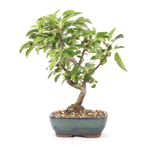 Bonsai zierapfel malus spec - bonsai, 'malus