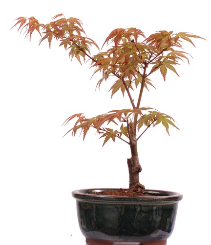 Bonsai acer palmatum - bonsai,