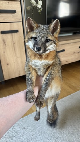 Graufuchs softmount taxidermy - softmount,