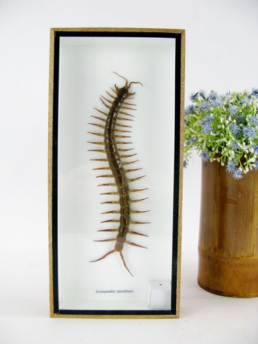 Ein echtes exotisches insekt - insekt,