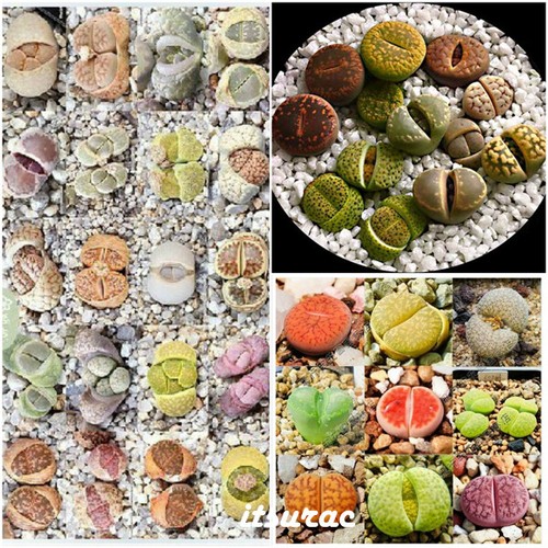 Samen lithops mix - 10,