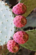 Feigenkaktus Samen Opuntia