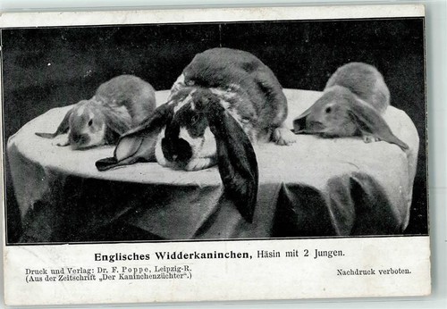 Englisches widderkaninchen mit - englisches,