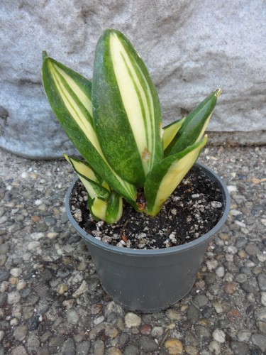 Sansevieria trifasciata aurea - trifasciata,