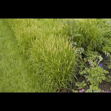 Carex muskingumensis - Palmwedel-Segge - 9cm Topf 