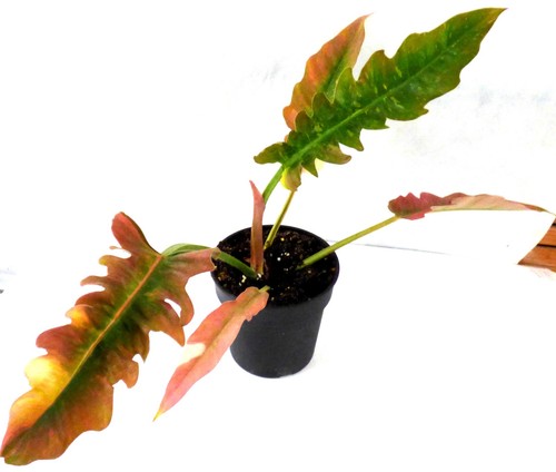 Philodendron ring fire - philodendron, of