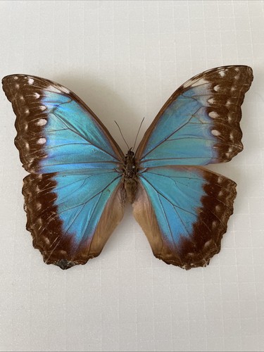 Entomologie*Morpho
