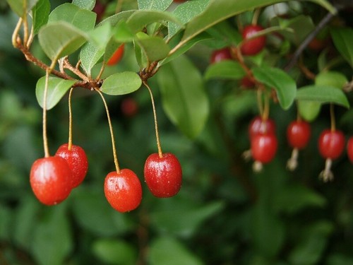 Essbare ölweide elaeagnus - essbare,