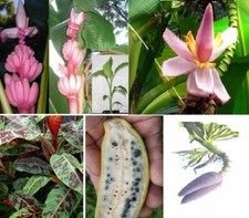 Essbare Bananen Sortiment Set