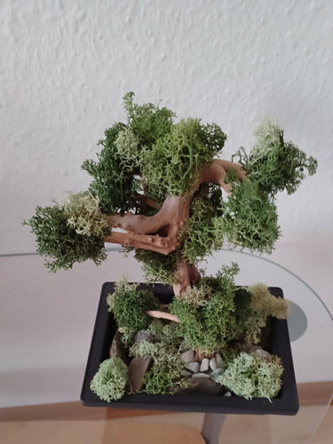 Bonsai baum 100 moos - bonsai, 100%