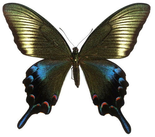 Papilio dehaanii tokaraensis - dehaanii,