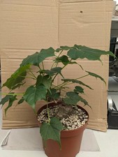 Sterculia colorata, kakteen sukkulenten Caudex