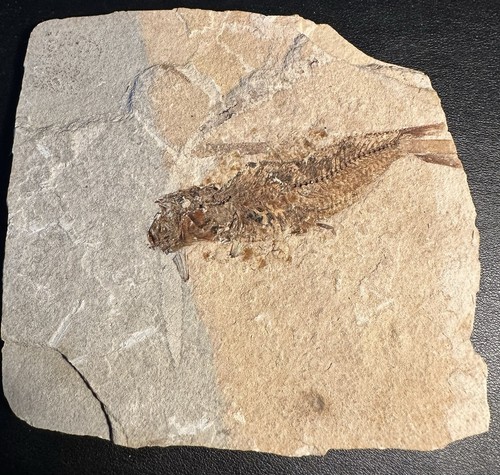 Versteinerungen fossilien - versteinerungen,