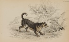 LIZARS (*1788) nach STEWART