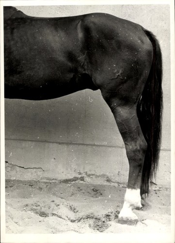 Foto pferd pferdehufe - pferd,,
