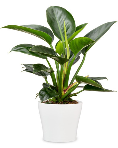 Scheurich blumentopf 808 - scheurich,
