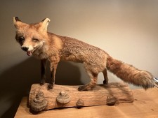 Präparat Fuchs Tierpräparat