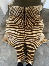 Zebrafell Groß, Namibia 1967