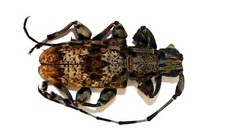 COLEOPTERA, CERAMBYCIDAE