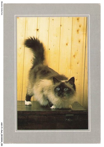 Ashp1 0076 chat - ashp1-0076-chat, collection